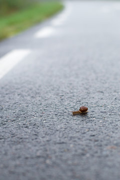 Snail crawl on wet asphalt road