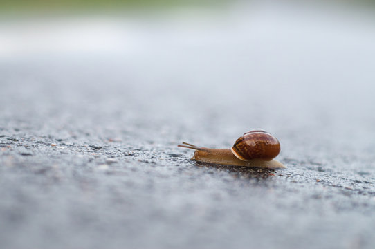 Closeup of snail crawling on wet surface