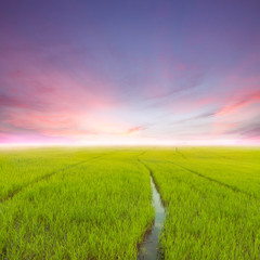 beauty agriculture rice green field at evening
