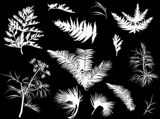 set of isolated white leaves collection