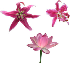 three pink lily blooms isolated on white