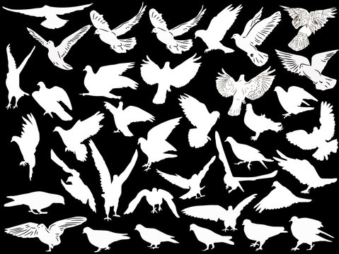 thirty seven white pigeon collection isolated on black