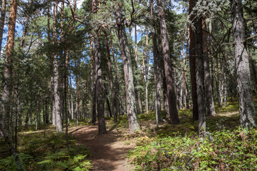 Fototapeta na wymiar Scots Pine forest in Guadarrama Mountains, Segovia, Spain