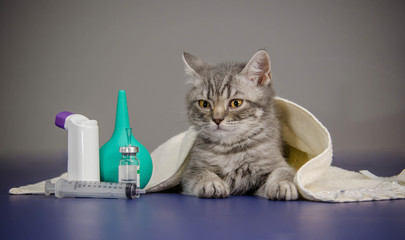little kitten is sick, treatment kitten