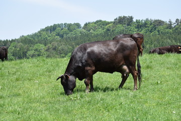 牛の放牧／山形県鶴岡市羽黒町川代にある月山高原牧場で、牛の放牧風景を撮影した写真です。この牧場は、約100haの緑のジュウタンが広がり、雄大な高原の中で牛や羊を眺められます。牛を放牧すると足腰が丈夫になる、広々とした牧場で運動することにより健全な牛になる、管理の手間が省ける、エサ代の削減など良いこと尽くしです。高原からの眺めは最高で、ひそかな観光ポイントになっています。