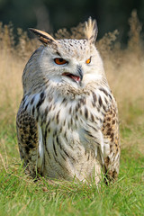 Bubo Bubo Sibiricus
