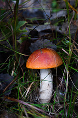 healthy mushrooms in the forest