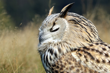 Bubo Bubo Sibiricus