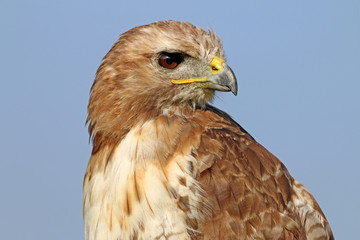 Red-tailed hawk