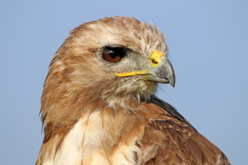 Red-tailed hawk