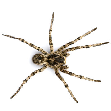 A large spider on a white background