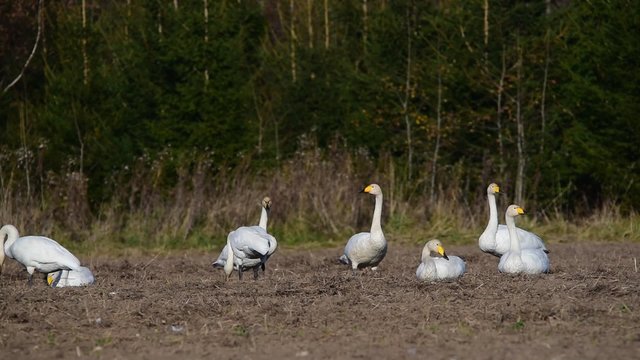 Whooper swans (Cygnus cygnus) feeding and having rest during their transmigration through Estonia.