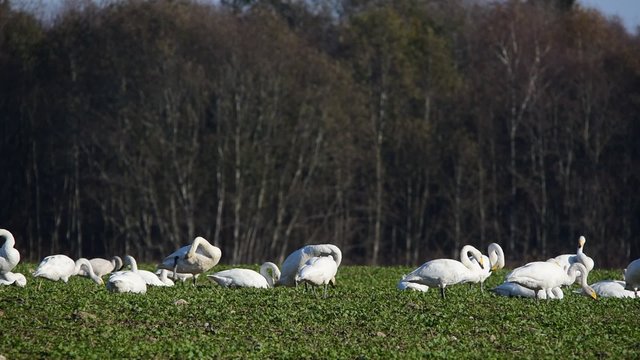 Whooper swans (Cygnus cygnus) feeding and having rest during their transmigration through Estonia.