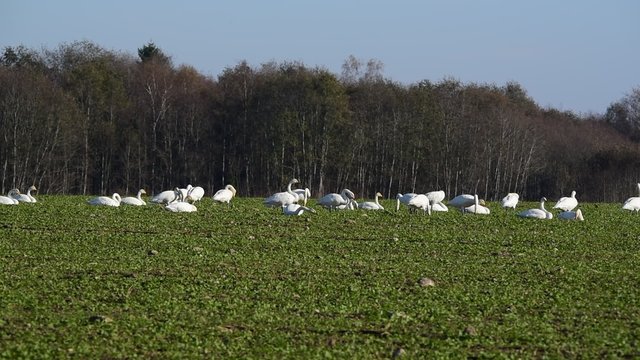 Whooper swans (Cygnus cygnus) feeding and having rest during their transmigration through Estonia.