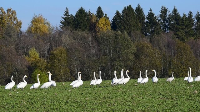 Whooper swans (Cygnus cygnus) feeding and having rest during their transmigration through Estonia.