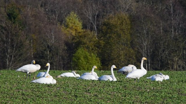 Whooper swans (Cygnus cygnus) feeding and having rest during their transmigration through Estonia.