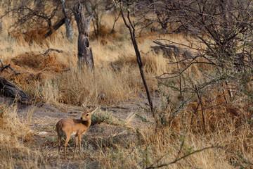 Steenbok, Etosha National Park, Namibia