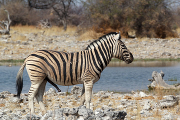 Fototapeta na wymiar Zebra in african bush on waterhole