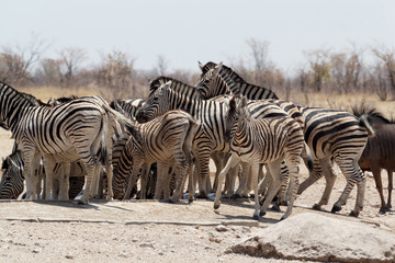 Obraz na płótnie Canvas Zebra in african bush