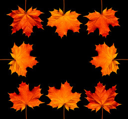 Autumn borders. Autumn maple leaves isolated on black background.