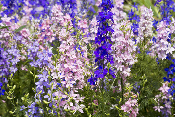 Garden with freshly Delphinium flower