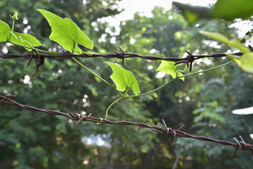 Lift Together - Plant and Metal