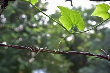 Together , plant and metal