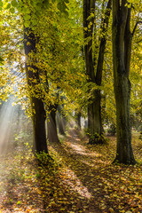 Fototapeta premium Lindenpark