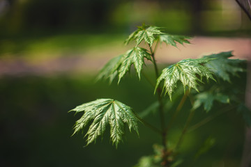 Young maple leaves