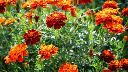 Beautiful natural flower garden