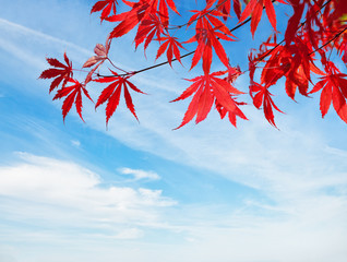  Red Autumn Leaves against blue sky