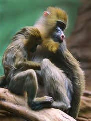 monkey mother with baby