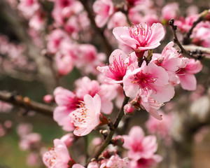 Peach Blossoms Pink 3