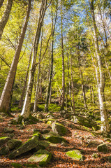 Lavertezzo, Dorf, Valle Verzasca, Verzascatal, Waldweg, Waldlichtung, Kastanienwald, Wanderweg, Herbst, Tessin, Schweiz