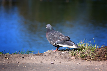 pigeons in the square