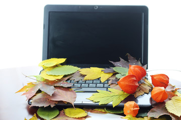 autumn leaves on a laptop
