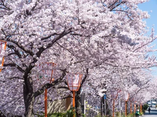 Zelfklevend Fotobehang Kersenbloesem 京の桜