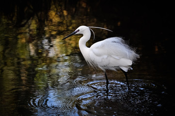 Little Egret .Egretta garzetta