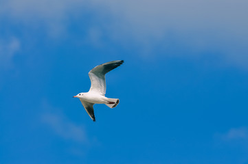  white sea gulls flying in the blue sunny sky