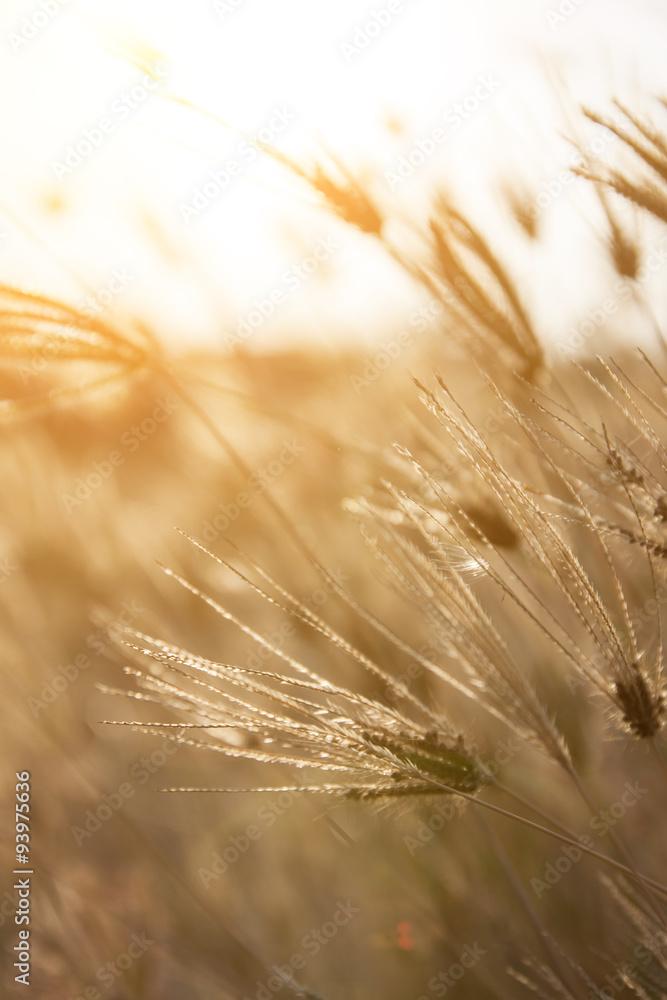 Wall mural Meadow with morning light