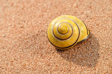 Schnecke im Sand