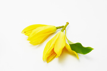 Fototapeta premium ylang ylang 