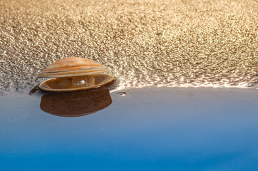 Perle am Strand