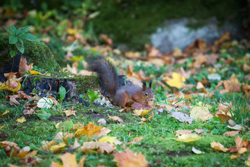 Wild animal. Red squirrel in autumn park