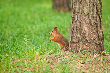 Wild animal. Red squirrel in autumn park