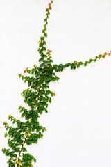 Green creeper on white  wall