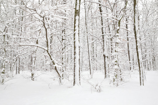 Trees in snow © Maksym Dragunov
