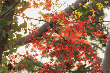 紅葉する木々