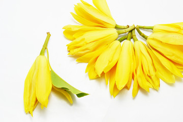 Naklejka premium ylang ylang 