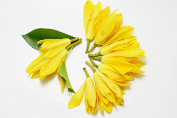 Fototapeta premium ylang ylang 